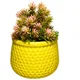 Yellow__BRILLS