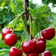 Red__Exoticsflora