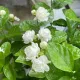 White__Exoticsflora