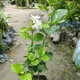 White__Exoticsflora