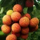 Red__Exoticsflora