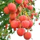 Red__Exoticsflora