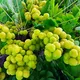 Yellow__Exoticsflora