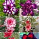 Multicolor__Exoticsflora