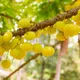 Yellow__Exoticsflora
