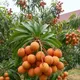 Red__Exoticsflora