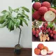 Red__Exoticsflora