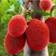 Red__Exoticsflora