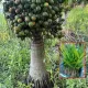Yellow__Exoticsflora