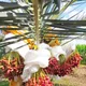 Red__Exoticsflora