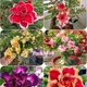 Multicolor__Exoticsflora