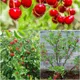 Red__Exoticsflora