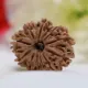 12 MUKHI - Loose__RudraKedar