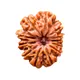 12 MUKHI - Loose__RudraKedar