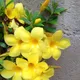 Yellow__MY DREAM NURSERY