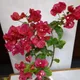 Red__MY DREAM NURSERY