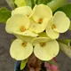 Yellow__MY DREAM NURSERY