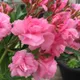 Pink__MY DREAM NURSERY