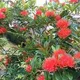 Red__MY DREAM NURSERY