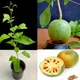 Green__MY DREAM NURSERY