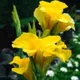 Yellow__MY DREAM NURSERY