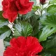 Red__MY DREAM NURSERY