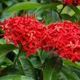 Red__MY DREAM NURSERY