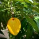 Yellow__MY DREAM NURSERY