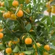 Orange__MY DREAM NURSERY