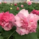 Pink__MY DREAM NURSERY