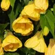 Yellow__MY DREAM NURSERY