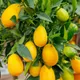 Yellow__MY DREAM NURSERY