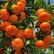 Orange__MY DREAM NURSERY