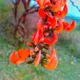 Orange__MY DREAM NURSERY