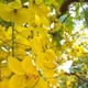 Yellow__MY DREAM NURSERY