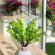 Green__House of Dhaarna
