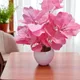Pink__House of Dhaarna