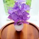 Purple__House of Dhaarna