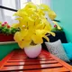 Yellow__House of Dhaarna