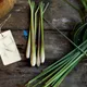 Lemon Grass__Stone & Feather