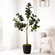 Ficus__EDGE SQUARE