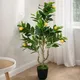Lemon__EDGE SQUARE