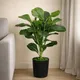 FiddleLeaf__EDGE SQUARE