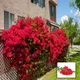 Red__Like Green