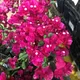 Pink__Like Green