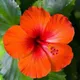 Orange__Like Green