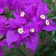 Purple__Like Green