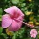Pink__Like Green