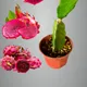 Red__Exoticsflora