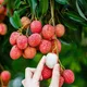 Red__Exoticsflora